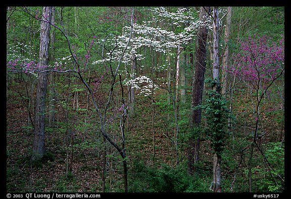 Redbud and Dogwood, Bernheim forest. Kentucky, USA (color)