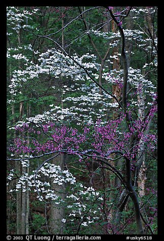 Redbud and Dogwood, Bernheim forest. Kentucky, USA