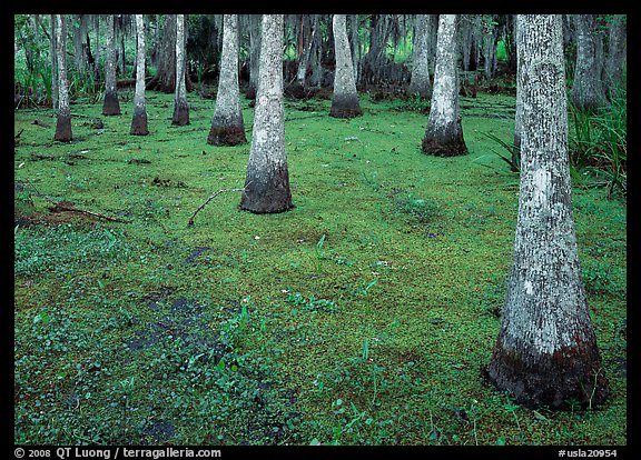 Cypress growing in vegetation-covered swamp, Jean Lafitte Historical Park and Preserve, New Orleans. USA (color)