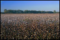 Cotton field. Louisiana, USA