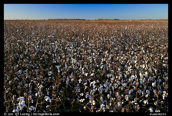 Field of cotton. Louisiana, USA