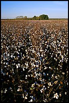 Cotton nearly ready for harvest. Louisiana, USA (color)