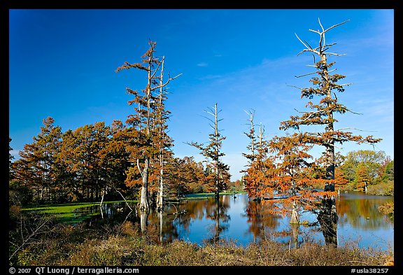 Pond and bald cypress in fall color. Louisiana, USA