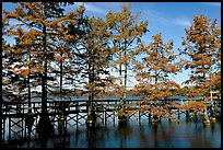 Boardwalk and bald cypress on Lake Providence. Louisiana, USA (color)