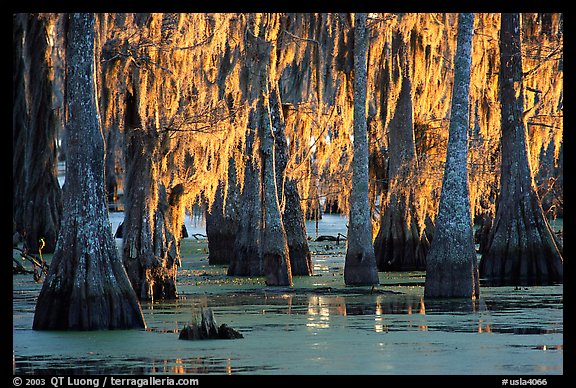 Bald Cypress covered with spanish moss, Lake Martin. Louisiana, USA (color)