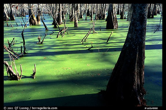 Bald Cypress growing out of the green waters of the swamp, Lake Martin. Louisiana, USA (color)