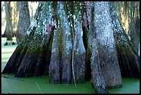 Bald Cypress trunks, Lake Martin. Louisiana, USA (color)