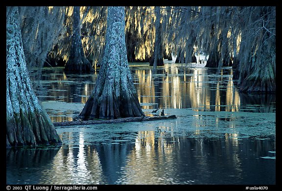 Bald Cypress and reflections, Lake Martin. Louisiana, USA