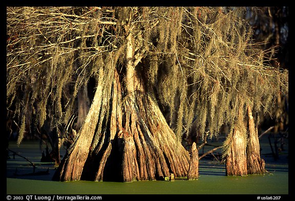 Big bald cypress tress, Lake Martin. Louisiana, USA (color)