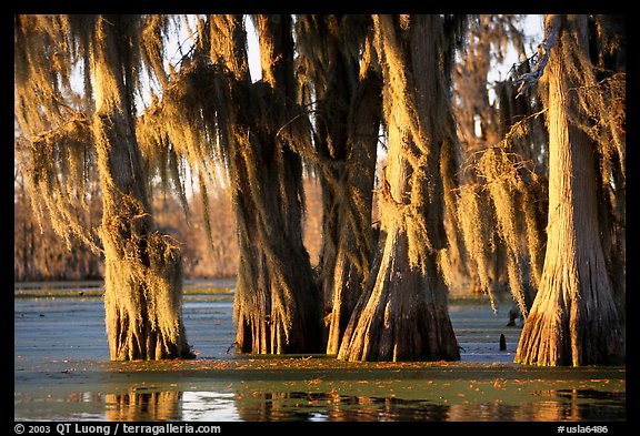 Trees covered by Spanish Moss at sunset, Lake Martin. Louisiana, USA (color)