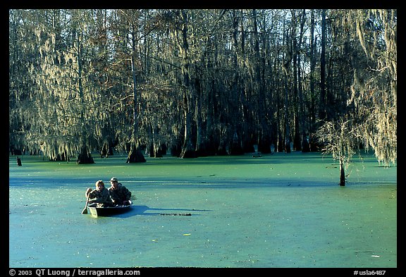 Boat on the swamp, Lake Martin. Louisiana, USA