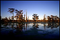 Bald cypress reflected in water. Louisiana, USA