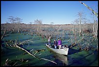Touring the swamp, Lake Martin. Louisiana, USA (color)