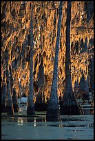 Bald cypress trees covered with Spanish mosst, Lake Martin. Louisiana, USA (color)
