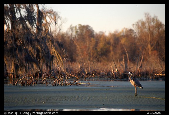Bird in the swamp, Lake Martin. Louisiana, USA (color)