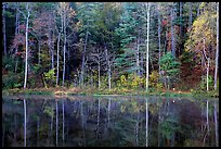 Trees in fall colors reflected in a pond, Blue Ridge Parkway. Virginia, USA