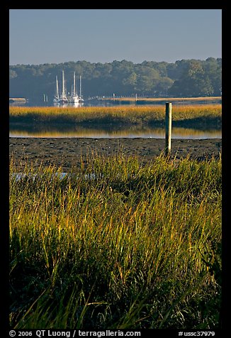 Grasses and yachts in Beaufort bay, early morning. Beaufort, South Carolina, USA