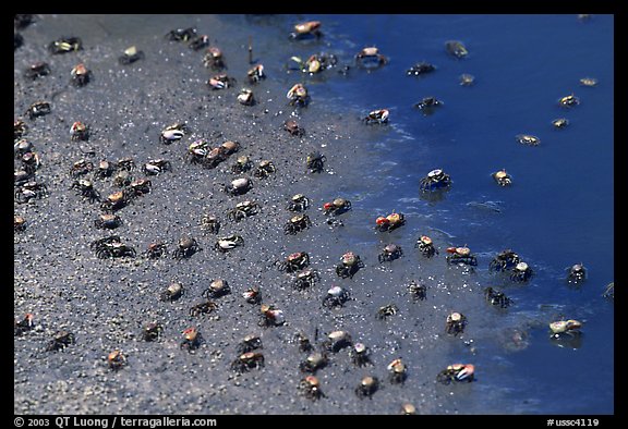 Tiny crabs, Hilton Head. South Carolina, USA (color)