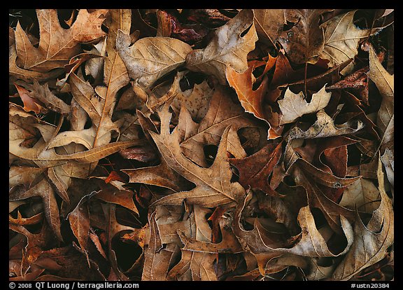 Fallen leaves close-up. USA (color)