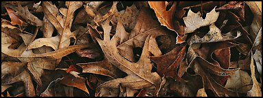 Close-up of falling leaves with frost. Tennessee, USA (Panoramic color)