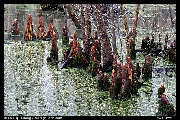 Cypress Knees in Reelfoot National Wildlife Refuge. Tennessee, USA (color)