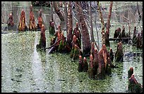 Cypress Knees in Reelfoot National Wildlife Refuge. Tennessee, USA (color)