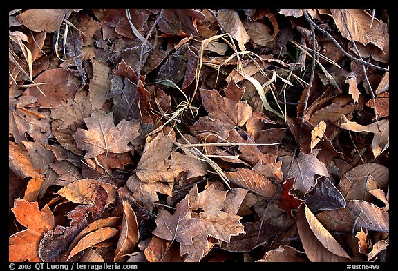Fallen leaves with morning frost. Tennessee, USA