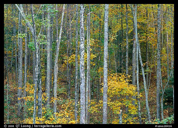 Trees in fall color, Blue Ridge Parkway. Virginia, USA (color)
