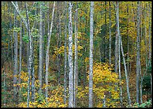 Trees in fall color, Blue Ridge Parkway. Virginia, USA
