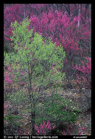 Redbud tree in bloom and tree leafing out. Virginia, USA (color)
