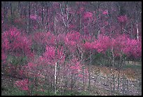 Redbud trees in bloom. Virginia, USA (color)