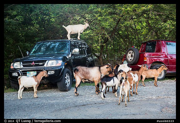 Goats. Saint John, US Virgin Islands (color)