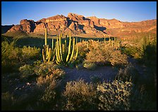 Organ Pipe cactus and Ajo Range, late afternoon. Organ Pipe Cactus  National Monument, Arizona, USA (color)