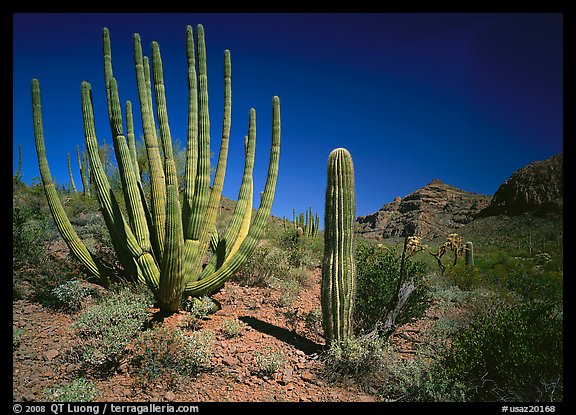 Organ Pipe Cactus and Saguaro. Organ Pipe Cactus  National Monument, Arizona, USA (color)