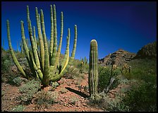 Organ Pipe Cactus and Saguaro. Organ Pipe Cactus  National Monument, Arizona, USA ( color)