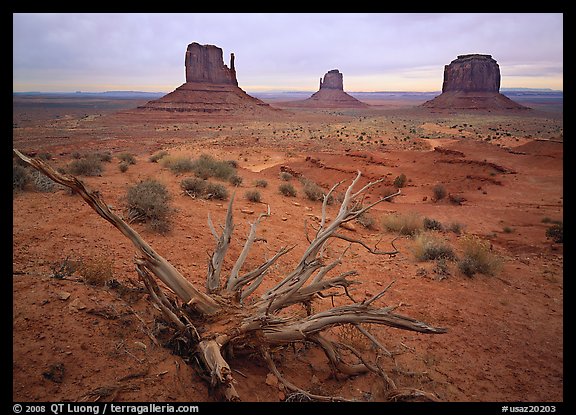 Roots, red earth, and Mittens. Monument Valley Tribal Park, Navajo Nation, Arizona and Utah, USA