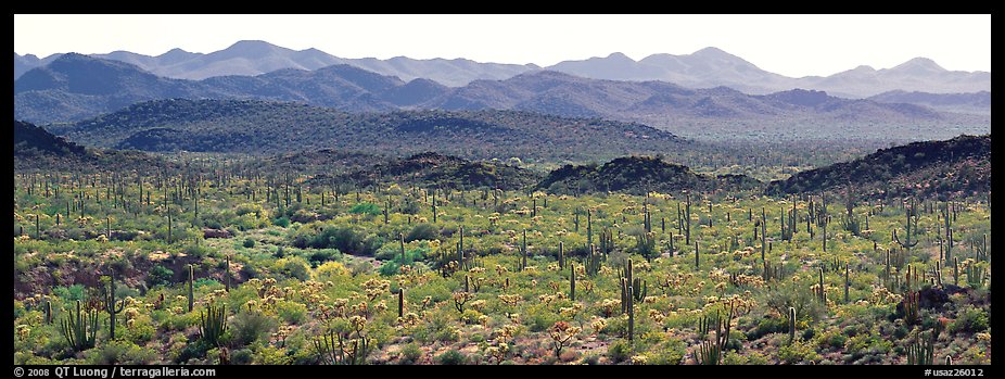 Desert landscape with cactus and distant mountains. Organ Pipe Cactus  National Monument, Arizona, USA (color)