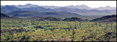 Desert landscape with cactus and distant mountains. Organ Pipe Cactus  National Monument, Arizona, USA (Panoramic color)
