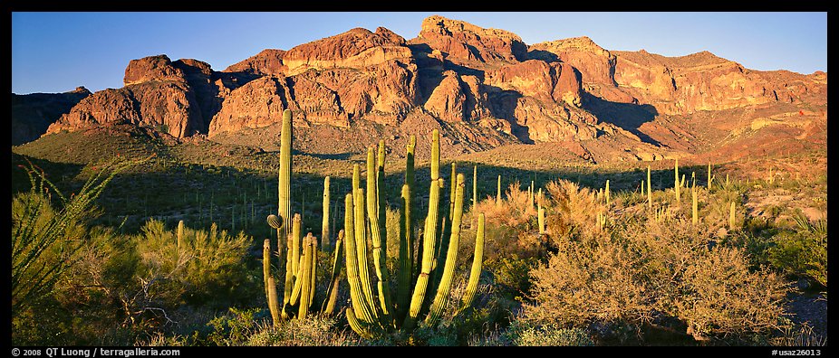Scenery with organ pipe cactus and desert mountains. Organ Pipe Cactus  National Monument, Arizona, USA