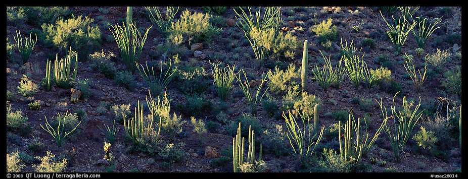 Desert hillside in shadow with sunlit cactus. Organ Pipe Cactus  National Monument, Arizona, USA (color)