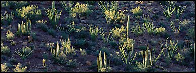 Desert hillside in shadow with sunlit cactus. Organ Pipe Cactus  National Monument, Arizona, USA (Panoramic color)