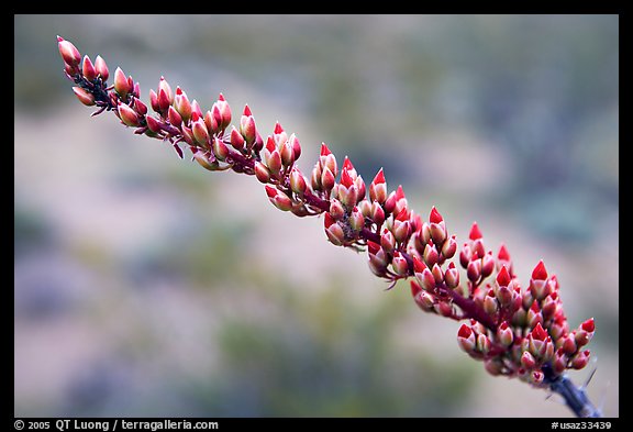 Close-up of Ocatillo bloom. Organ Pipe Cactus  National Monument, Arizona, USA (color)