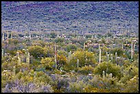 Verdant desert valley bottom with cactus, North Puerto Blanco Drive. Organ Pipe Cactus  National Monument, Arizona, USA