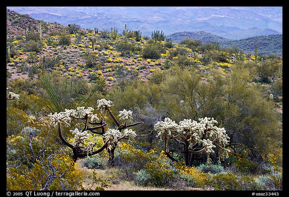 Chain fruit cholla cacti, organ pipe cacti, and brittlebush in bloom on hill. Organ Pipe Cactus  National Monument, Arizona, USA