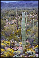 Saguaro cacti and brittlebush in bloom, North Puerto Blanco Drive. Organ Pipe Cactus  National Monument, Arizona, USA