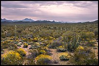 Cactus and brittlebush in the spring under cloudy skies, North Puerto Blanco Drive. Organ Pipe Cactus  National Monument, Arizona, USA