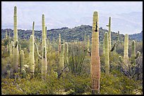 Saguaro cacti. Organ Pipe Cactus  National Monument, Arizona, USA ( color)