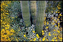 Base of organ pipe cactus and yellow brittlebush flowers. Organ Pipe Cactus  National Monument, Arizona, USA