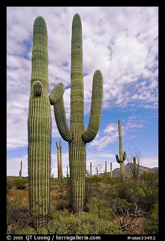 Saguaro cacti. Organ Pipe Cactus  National Monument, Arizona, USA (color)