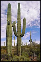 Saguaro cacti. Organ Pipe Cactus  National Monument, Arizona, USA ( color)
